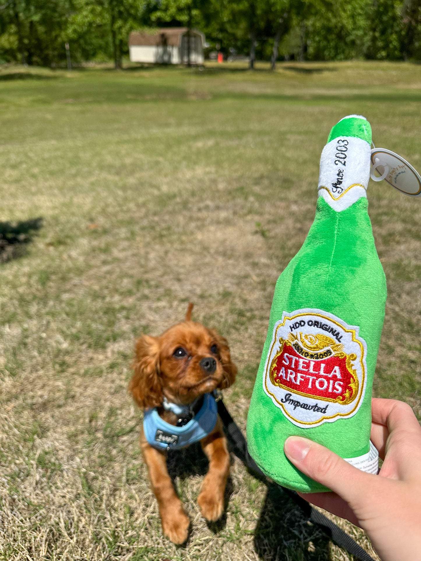 Stella Arftois Beer Squeaker Dog Toy